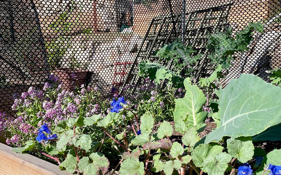 Enhance Your Crops with Native Wildflowers