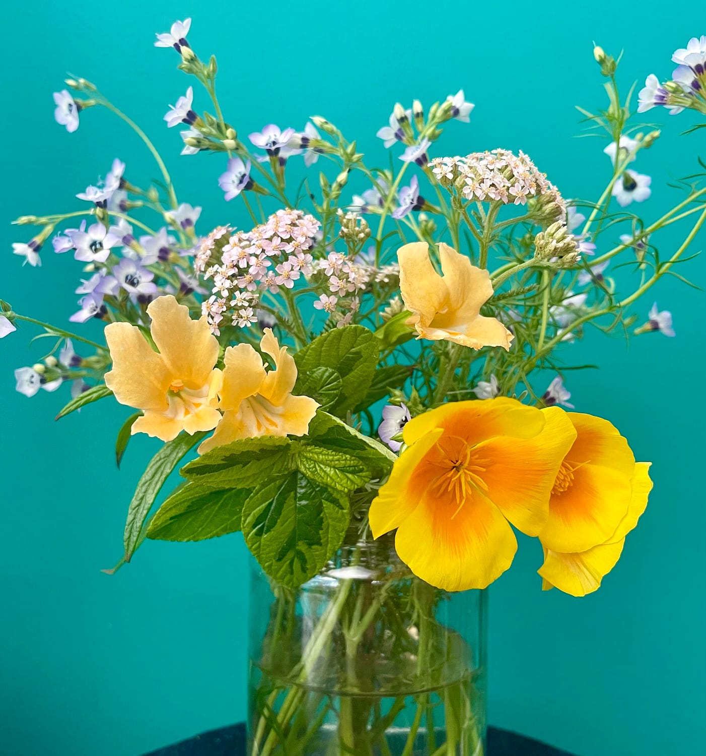 California poppy (Eschscholzia californica), bird’s-eye gilia (Gilia tricolor), yarrow (Achillea millefolium), and monkeyflower ‘Pamela’ (Mimulus)