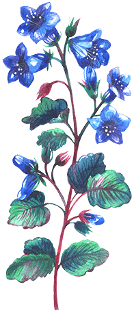 Flower-Logo-Scaled